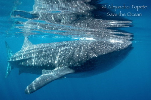 Great Whaleshark with reflex, Isla Contoy Mexico by Alejandro Topete 